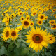 Slnečnica Topolino - Helianthus annuus - semiačka - 7 ks