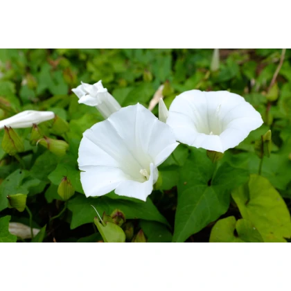 Kobea šplhavá biela - Cobaea scandens - semiačka  - 0,5 g