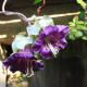 Kobea šplhavá fialová - Cobaea scandens - predaj semien - 7 ks