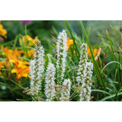 Liatra klasnatá biela Floristan White - Liatris spicata - semiačka - 20 ks