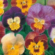 Fialka rohatá zmes Bambini - Viola cornuta - semiačka - 0,2 g