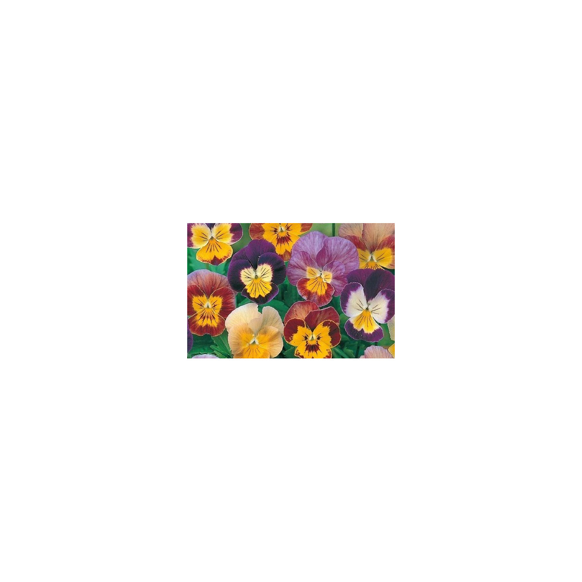 Fialka rohatá zmes Bambini - Viola cornuta - semiačka - 0,2 g