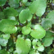 Žerucha vodná potočná - Nasturtium officinale - semiačka - 0,5 g