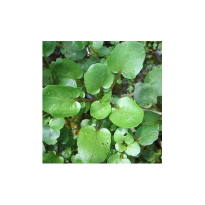 Žerucha vodná potočná - Nasturtium officinale - semiačka - 0,5 g