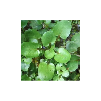 Žerucha vodná potočná - Nasturtium officinale - semiačka - 0,5 g