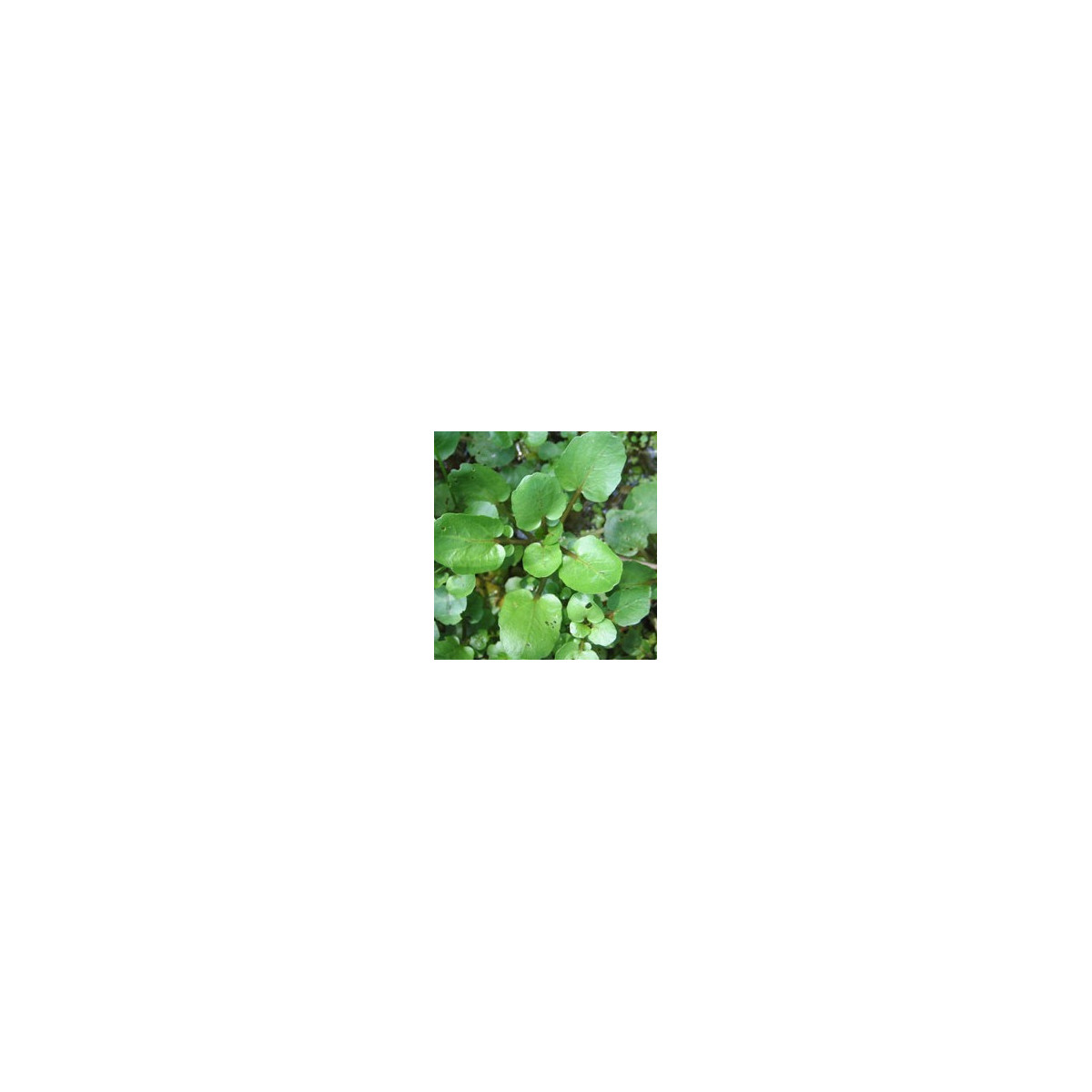 Žerucha vodná potočná - Nasturtium officinale - semiačka - 0,5 g