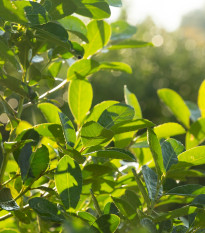 Cezmína paraguajská - Mathé - Ilex paraguariensis - semiačka - 6 ks