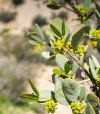 Jojoba - Krušpán - Simmondsia chinensis - semiačka - 6 ks