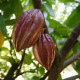 Kakaovník pravý červený - Theobroma cacao -semiačka - 5 ks