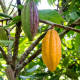 Kakaovník pravý žltý- Theobroma cacao - semiačka - 5 ks