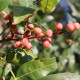 Pistácia atlantská - Pistacia atlantica -semiačka - 5 ks