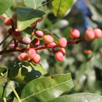 Pistácia atlantská - Pistacia atlantica -semiačka - 5 ks