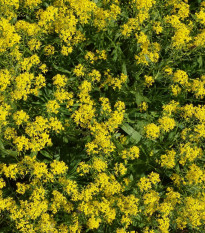 Farbovník obyčajný - Isatis tinctoria - semiačka - 8 ks