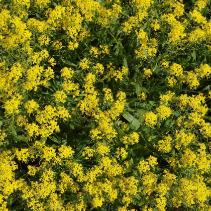 Farbovník obyčajný - Isatis tinctoria - semiačka - 8 ks