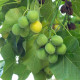 Dávivec čierny - Jatropha curcas - semiačka - 5 ks