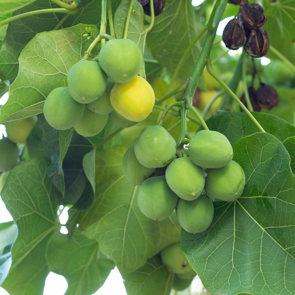 Dávivec čierny - Jatropha curcas - semiačka - 5 ks