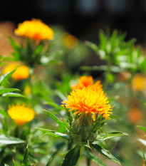 Požlt farbiarsky tmavo oranžový - Carthamus tinctorius - semiačka šafránu na sušenie - 20 ks