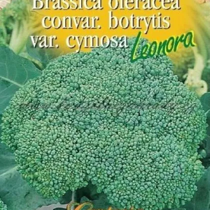 Broklica Leonora - Brassica oleracea - semiačka - 100 ks