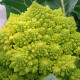 Brokolica Romanesco - Brassica oleracea L. - semiačka - 250 ks
