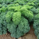 Kel kučeravý zelený Kadet - Brassica oleracea - predaj semien - 200 ks