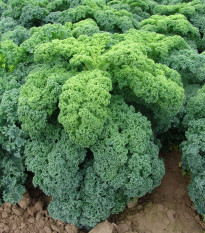 Kel kučeravý zelený Kadet - Brassica oleracea - predaj semien - 200 ks