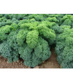Kel kučeravý zelený Kadet - Brassica oleracea - predaj semien - 200 ks