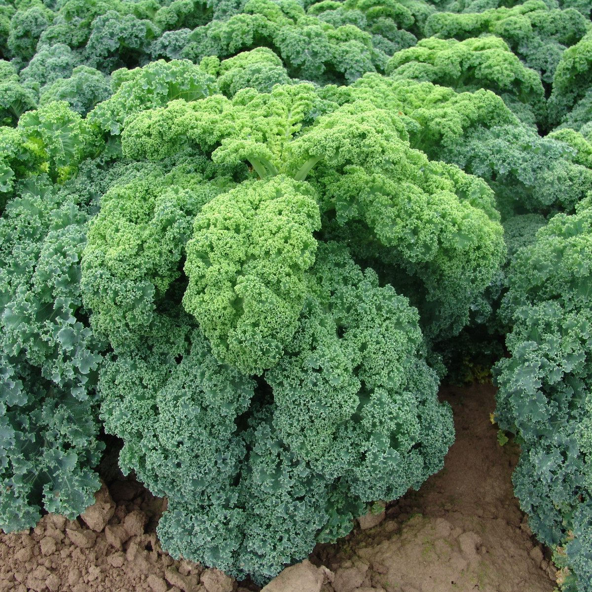 Kel kučeravý zelený Kadet - Brassica oleracea - predaj semien - 200 ks