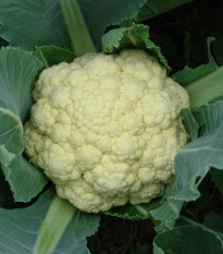Karfiol skorý Beta - Brassica oleracea - predaj semien - 150 ks
