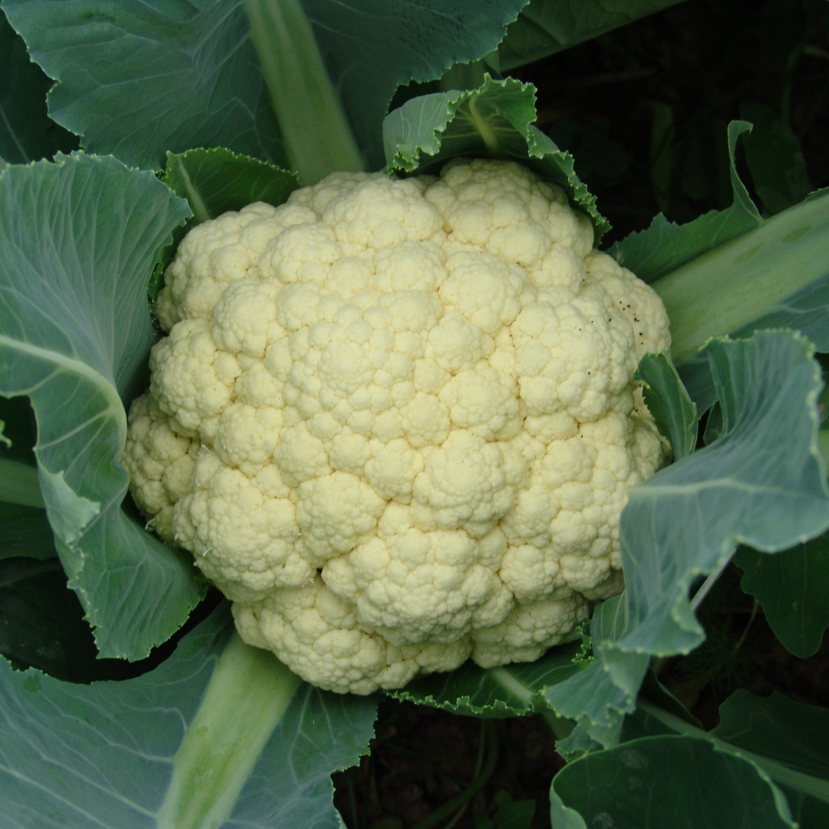Karfiol skorý Beta - Brassica oleracea - predaj semien - 150 ks