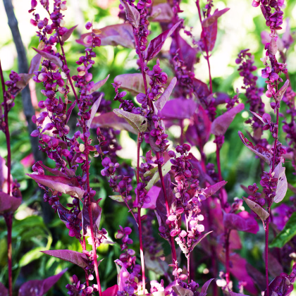 Lebeda záhradná Scarlet - Atriplex hortensis - semiačka - 0,3 gr