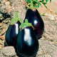 Baklažán český skorý - Solanum melangena - semiačka - 100 ks