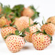 Jahodník biely - Fragaria vesca - semiačka - 10 ks