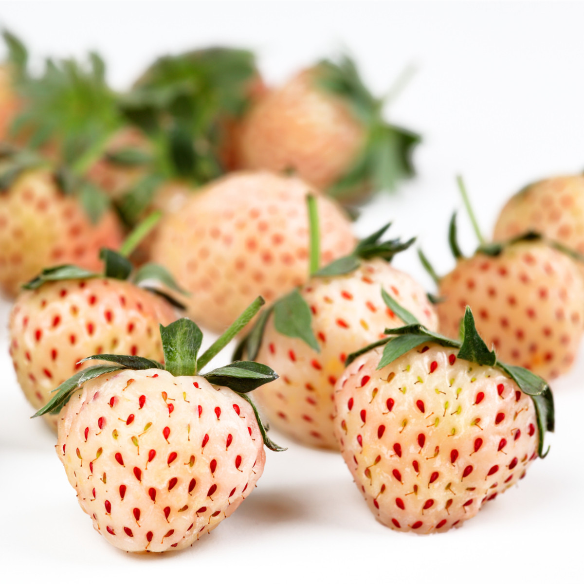 Jahodník biely - Fragaria vesca - semiačka - 10 ks