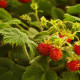 Jahodník lesný - Fragaria vesca - semiačka - 10 ks