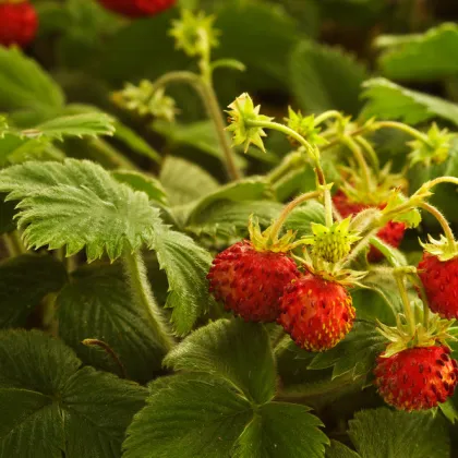 Jahodník lesný - Fragaria vesca - semiačka - 10 ks