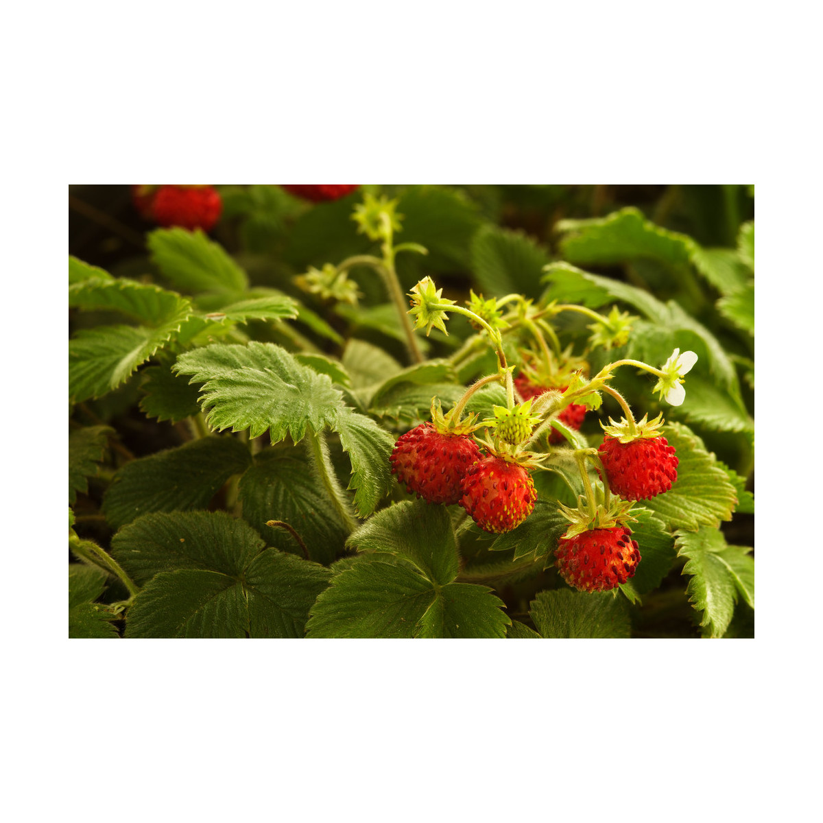 Jahodník lesný - Fragaria vesca - semiačka - 10 ks