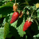 Jahodník Rujana - Fragaria vesca - semiačka - 0,1 g