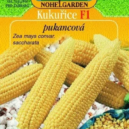Kuurica pukancová F1 - Zea mays - semiačka - 15 ks