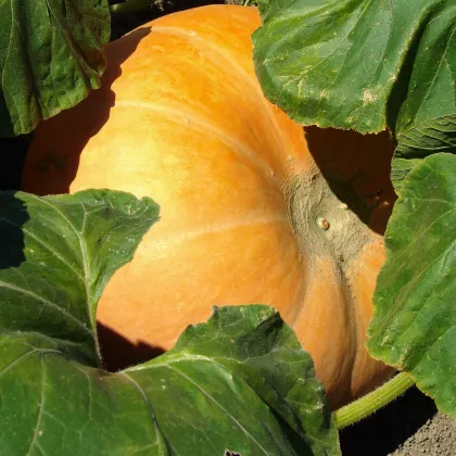 Dyňa Big Max - Cucurbita pepo - semiačka - 4 ks