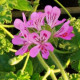 Muškát vonný - Attar of Roses - predaj semien muškátov - Pelargonium capitatum - 4 ks