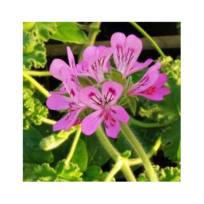 Muškát vonný - Attar of Roses - predaj semien muškátov - Pelargonium capitatum - 4 ks