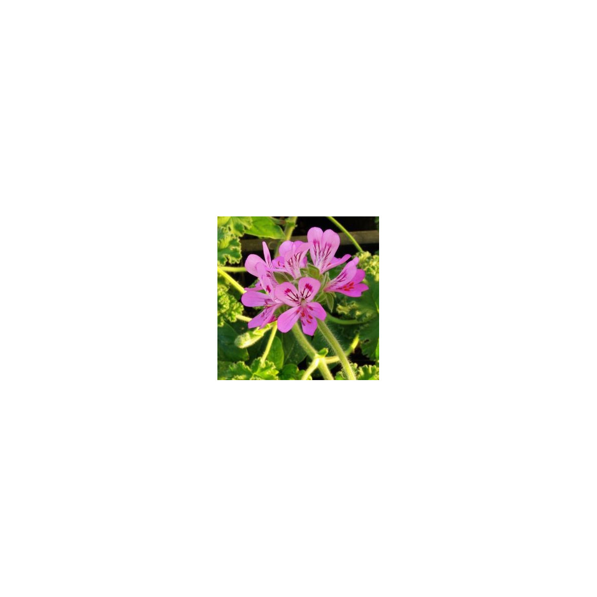 Muškát vonný - Attar of Roses - predaj semien muškátov - Pelargonium capitatum - 4 ks