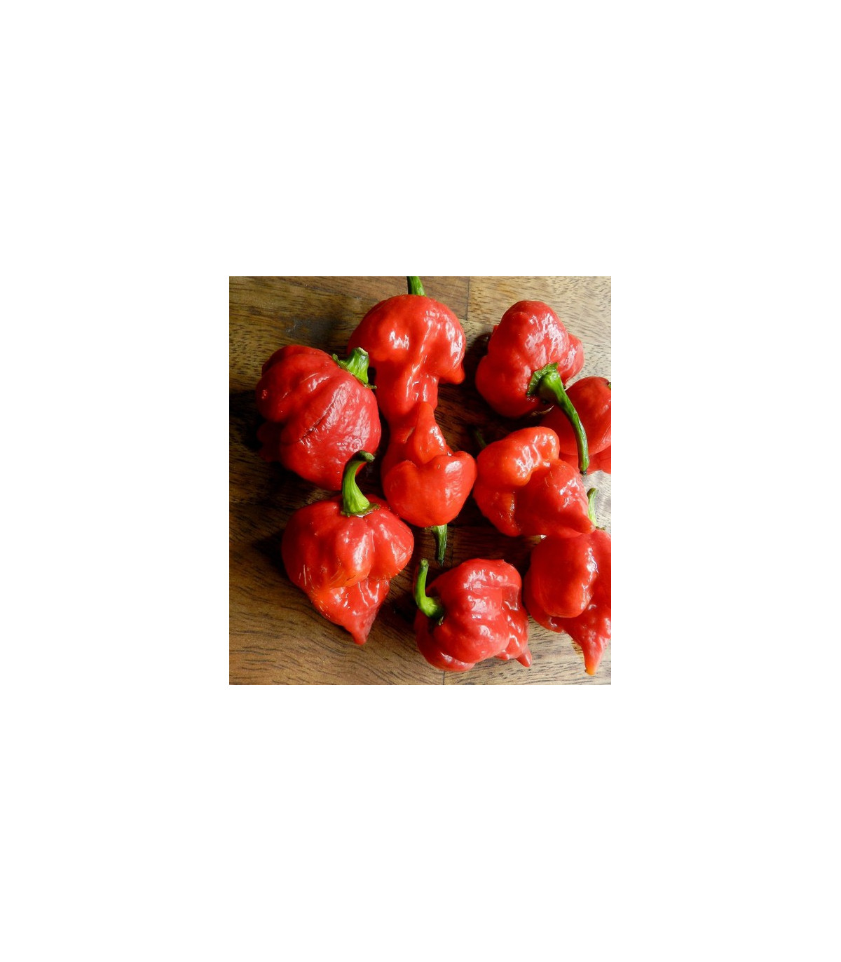 Chilli Trinidad Scorpion Butch - Capsicum chinense - predaj semien - 5 ks
