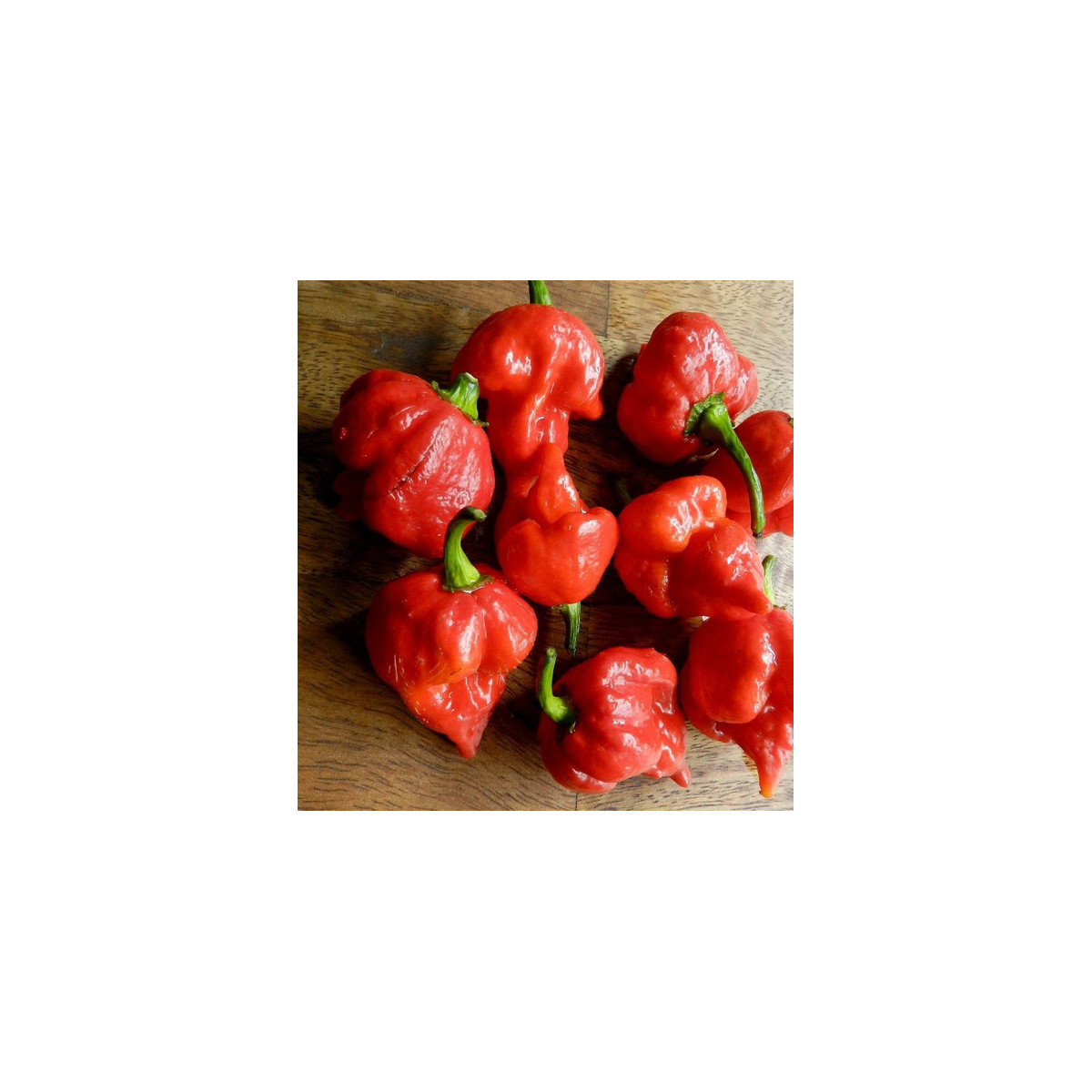 Chilli Trinidad Scorpion Butch - Capsicum chinense - predaj semien - 5 ks