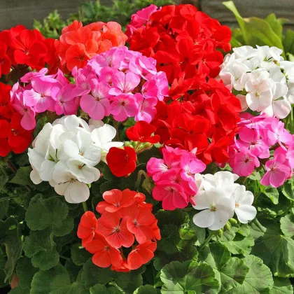 Muškát záhradný Cabaret F2 zmes - pelargonium hortorum- predaj semien muškátov - 6 ks