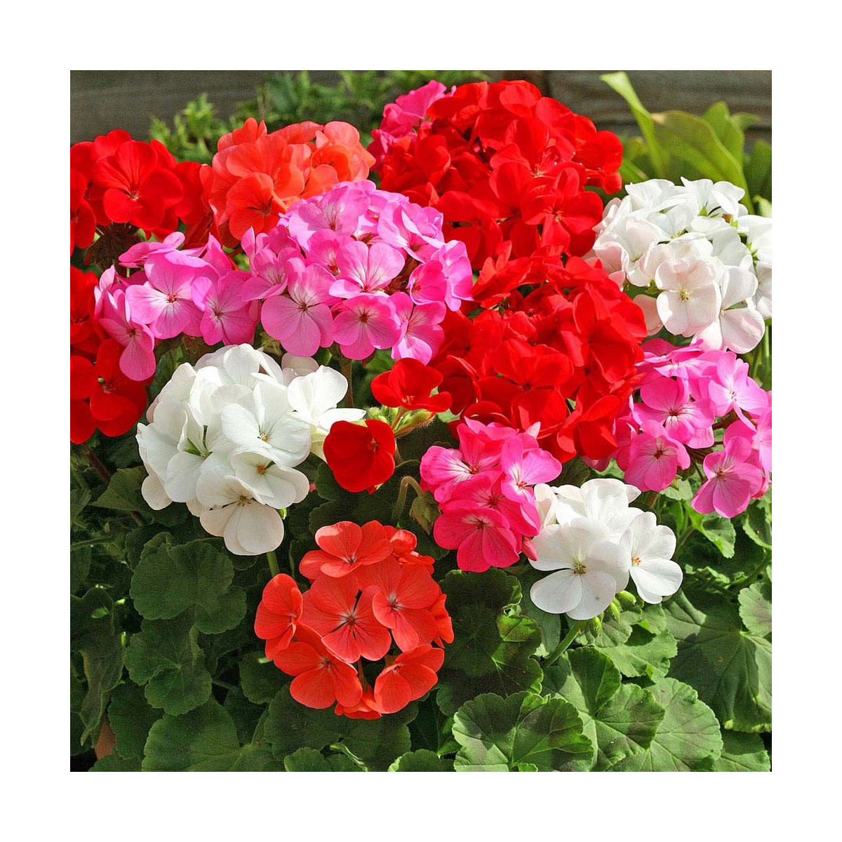 Muškát záhradný Cabaret F2 zmes - pelargonium hortorum- predaj semien muškátov - 6 ks