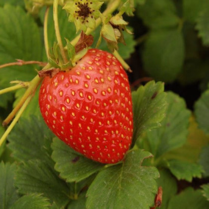 Jahoda stálerodiaca Delician F1 - Fragaria ananassa - predaj semien jahôd - 7 ks