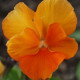 Fialka Padparadja F2 - Viola wittrockiana - predaj semien fialky - 30 Ks