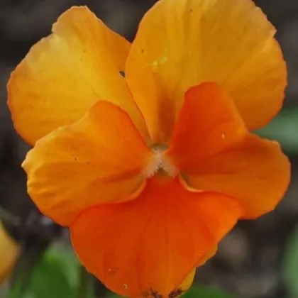 Fialka Padparadja F2 - Viola wittrockiana - predaj semien fialky - 30 Ks