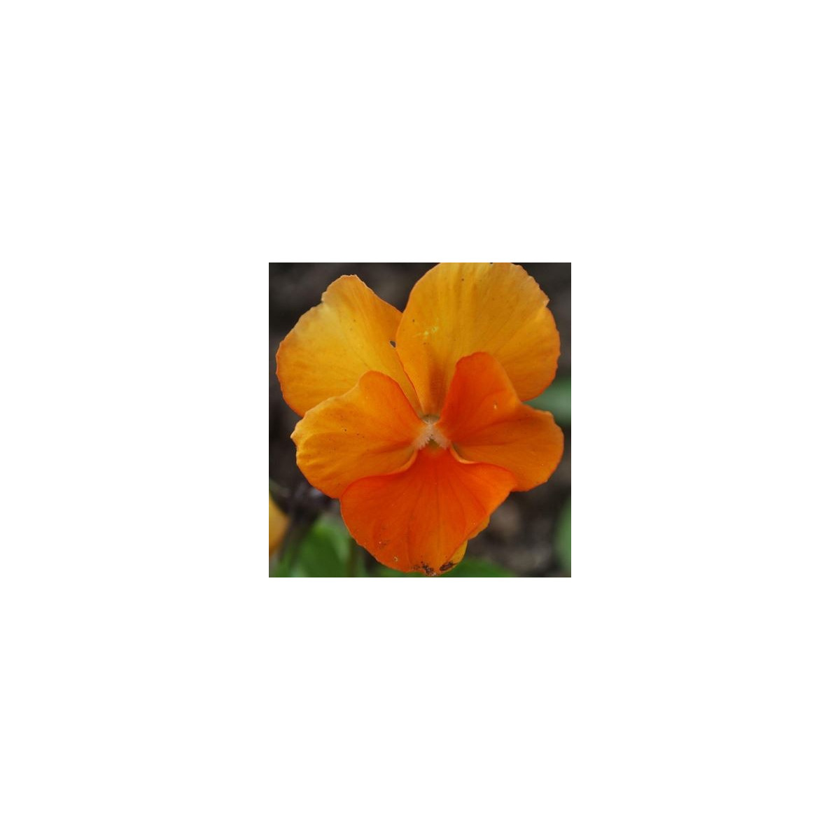 Fialka Padparadja F2 - Viola wittrockiana - predaj semien fialky - 30 Ks